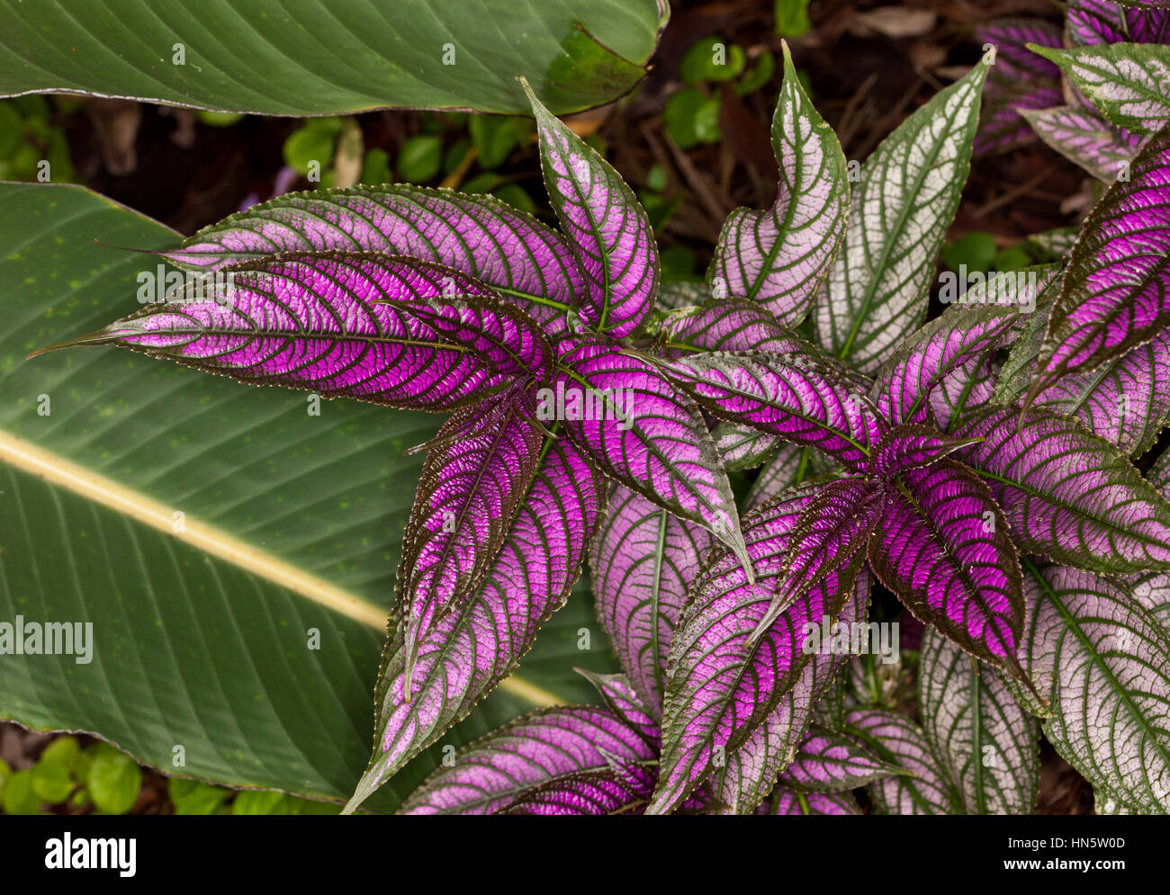 Cluster of vivid purple and ornately patterned leaves of Strobilanthes dyeriana, Persian shield plant Stock Photo
