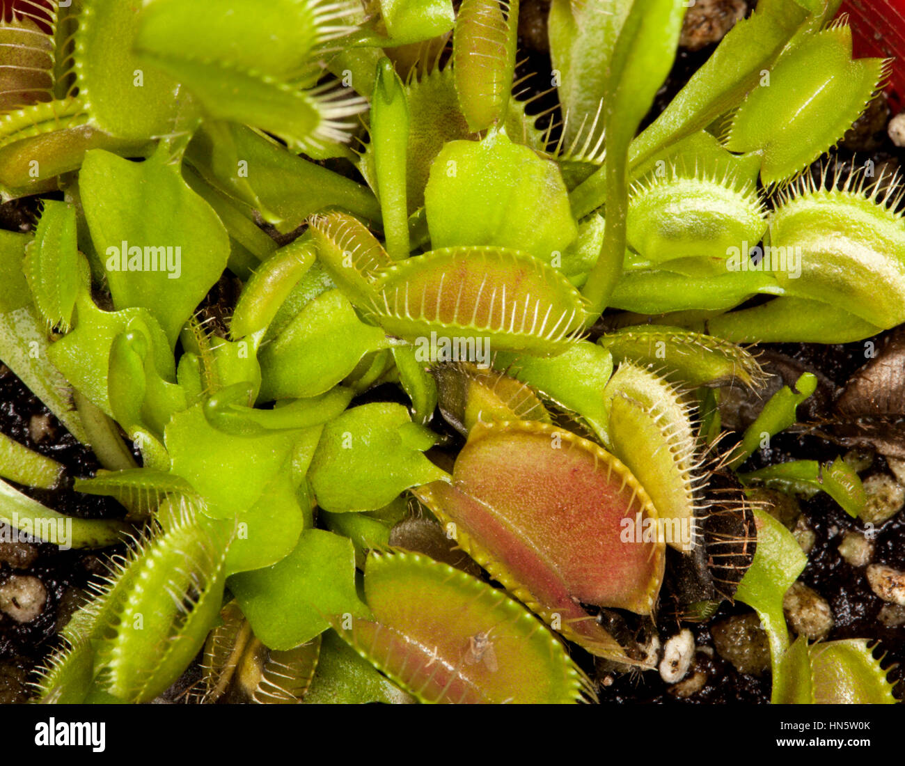 Cluster of open green and gold segments with spiny edges of Venus flytrap, Dionaea muscipula, a carnivorous insect-eating plant Stock Photo
