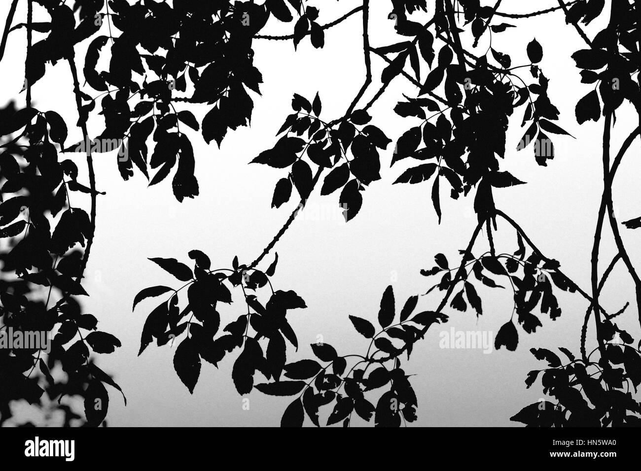 Leaves silhouetted against the sky 2 of 4 Stock Photo
