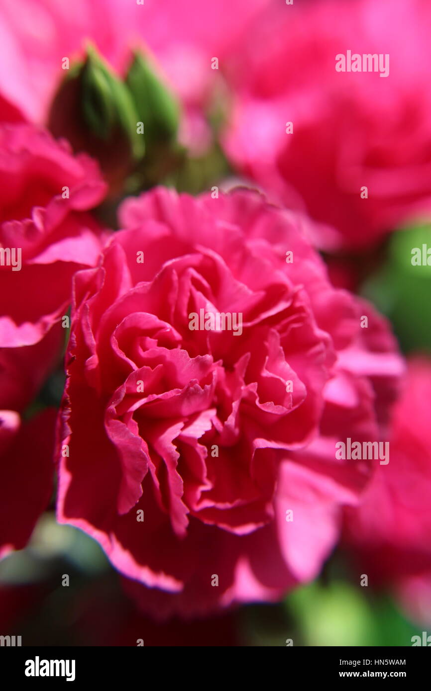 Closeup of pink carnations 4 of 4 Stock Photo Alamy