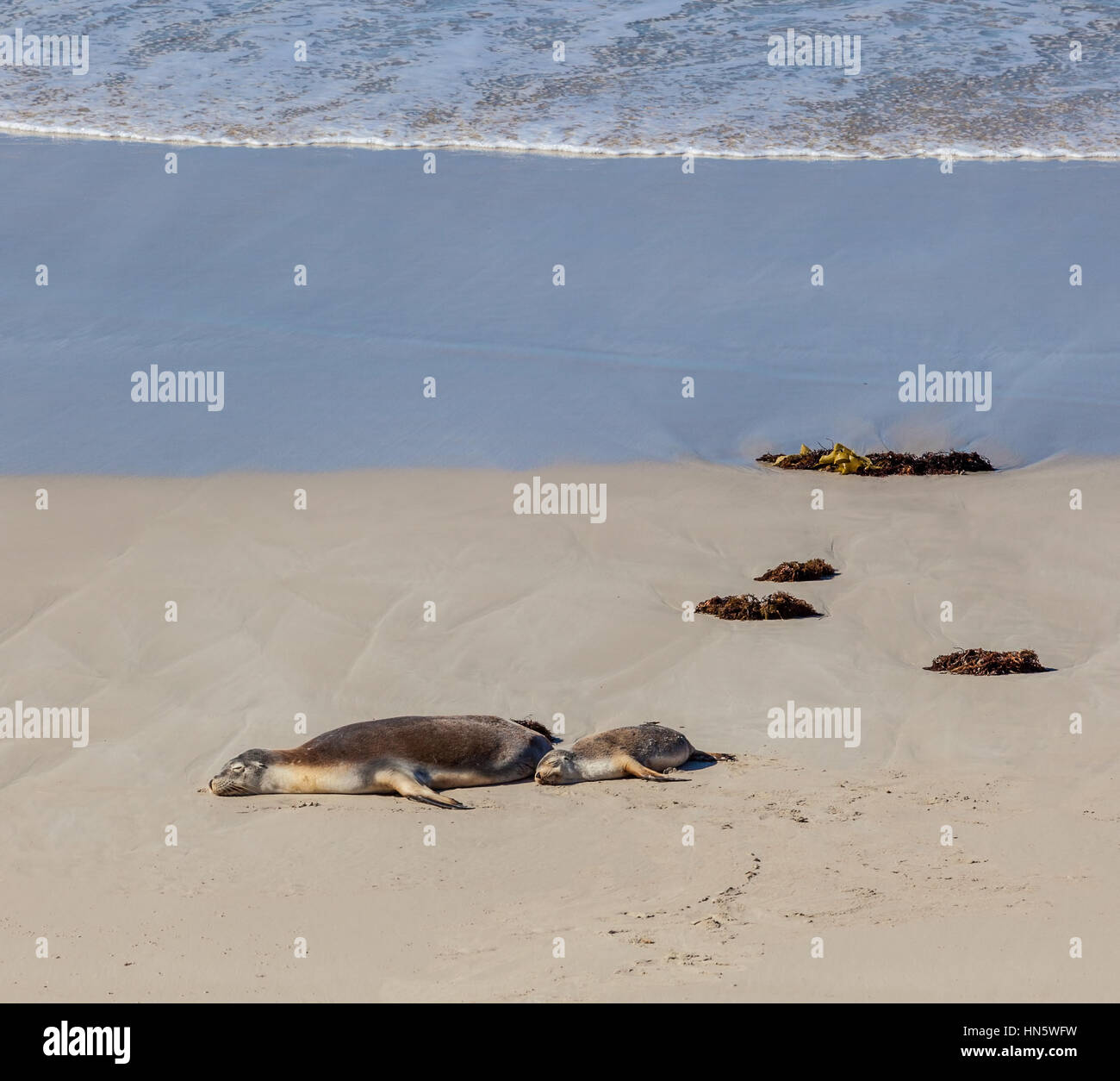 Australian Sea Lion seals mother and cub sleeping on a beach. Kangaroo Island, South Australia Stock Photo