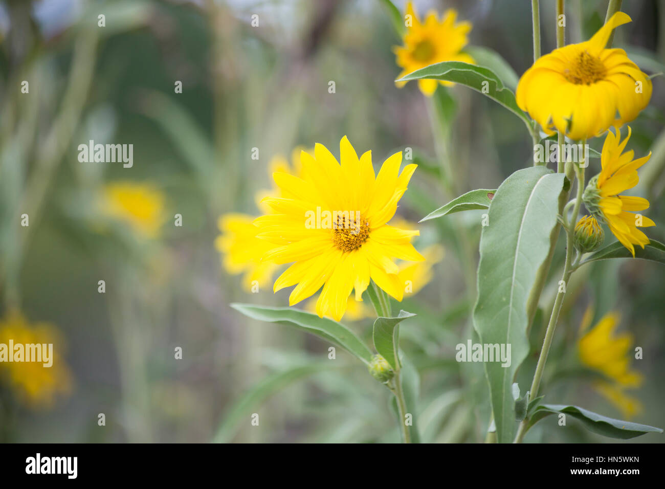 Pretty swamp sunflowers growing close together Stock Photo - Alamy