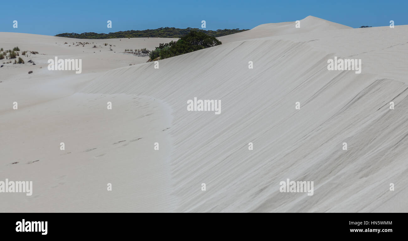 Big what sand dune and native Australian coastal vegetation. Little Sahara, Kangaroo Island, South Australia Stock Photo
