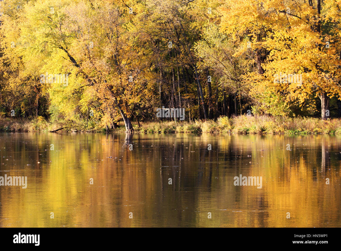 Fall trees along the Iowa River in Iowa City, Iowa, United States 1 of