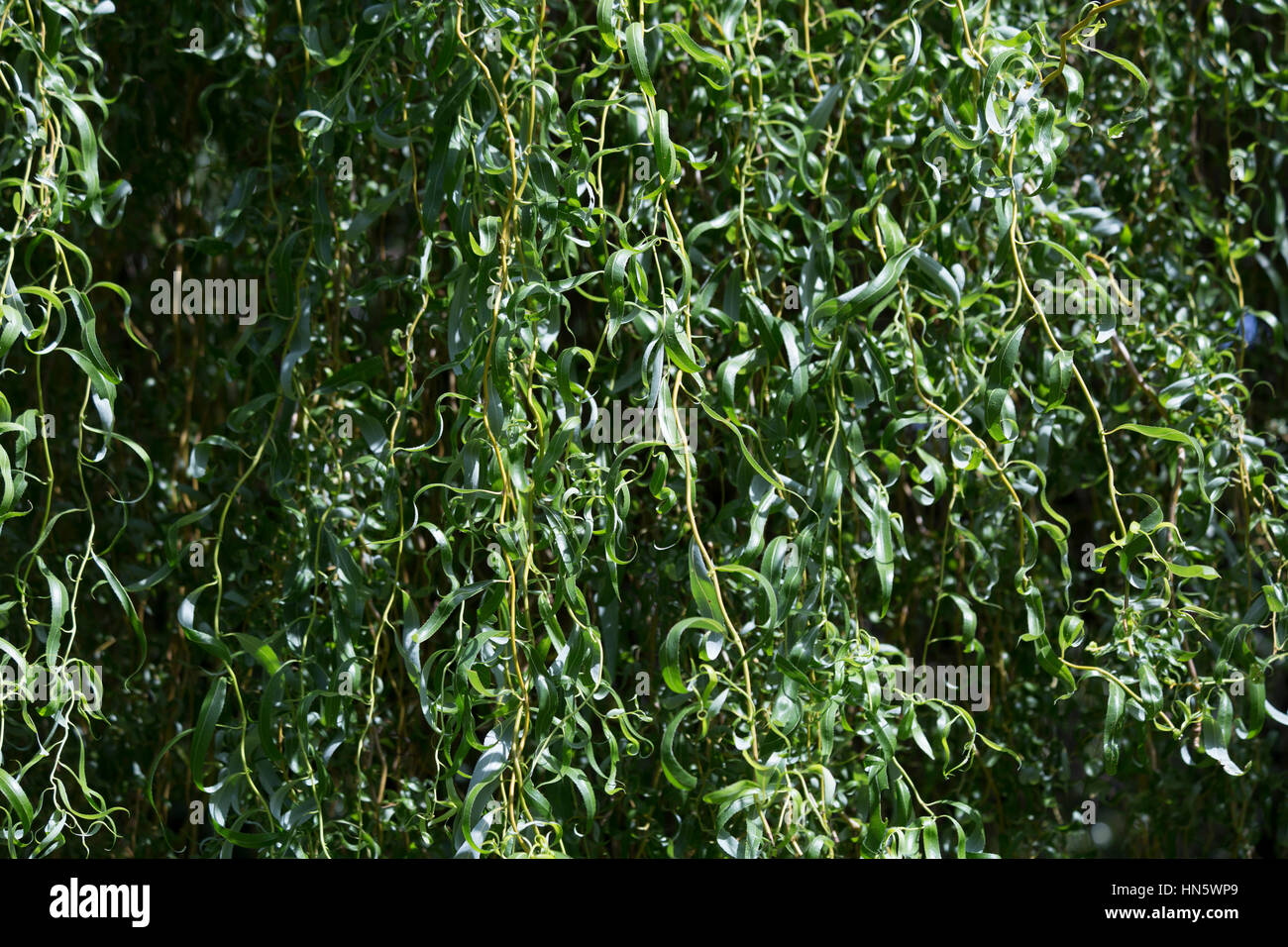Close up of weeping willow leaves cascading down Stock Photo - Alamy