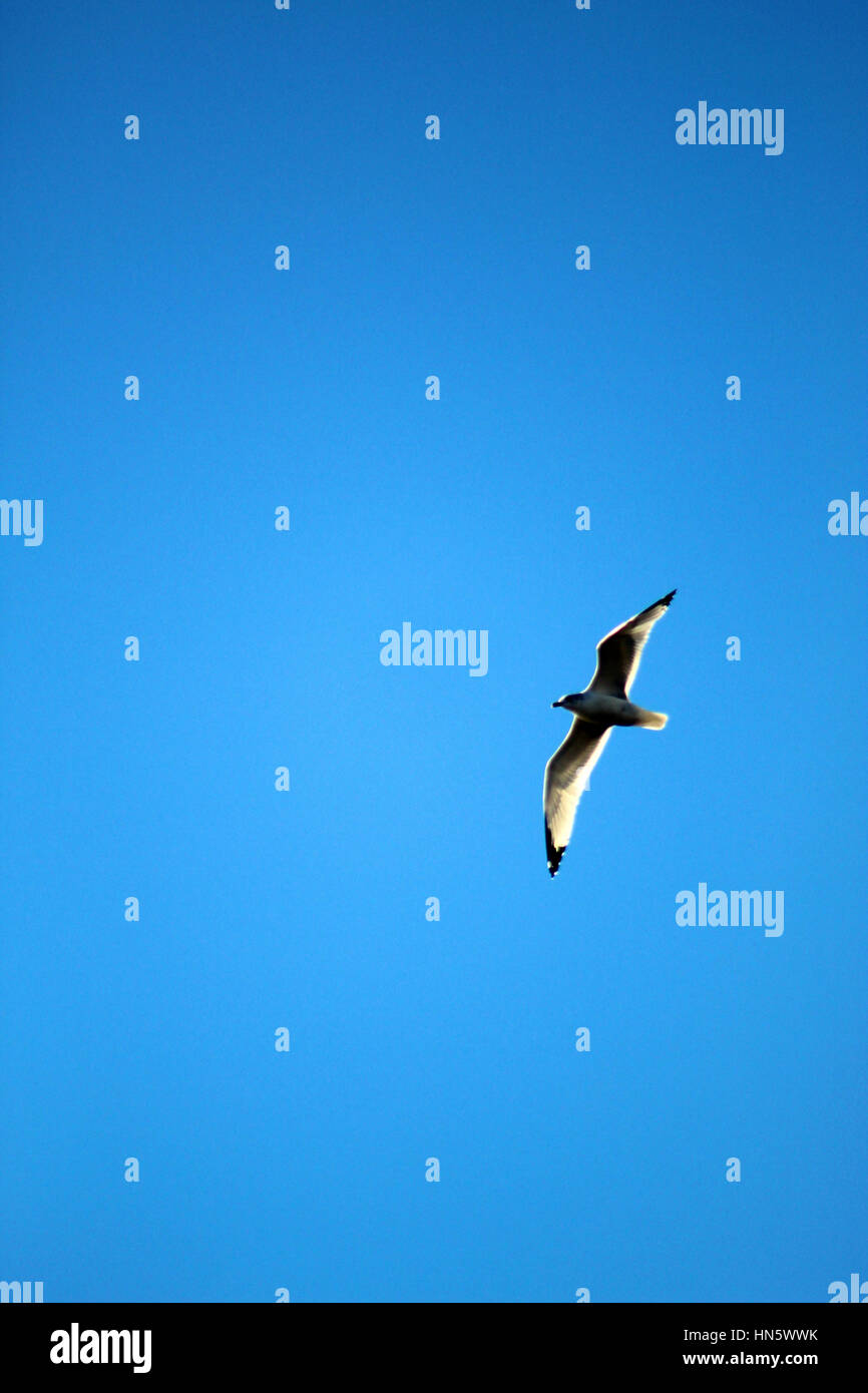 Herring Gull Flying in the Blue Sky Stock Photo