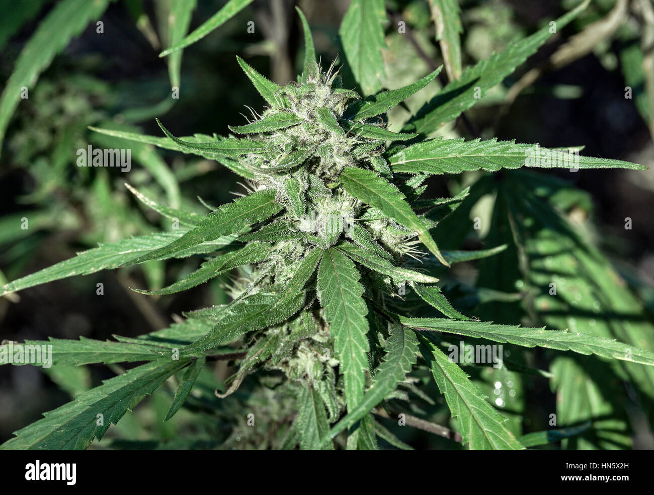 Marijuana plant detail, Jamaica Stock Photo