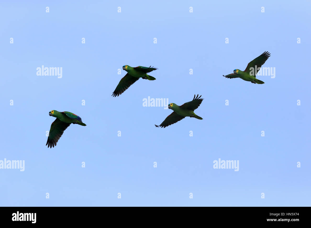 Blue-fronted amazon, (Amazona aestiva), group of adults flying, Pantanal, Mato Grosso, Brazil, South America Stock Photo
