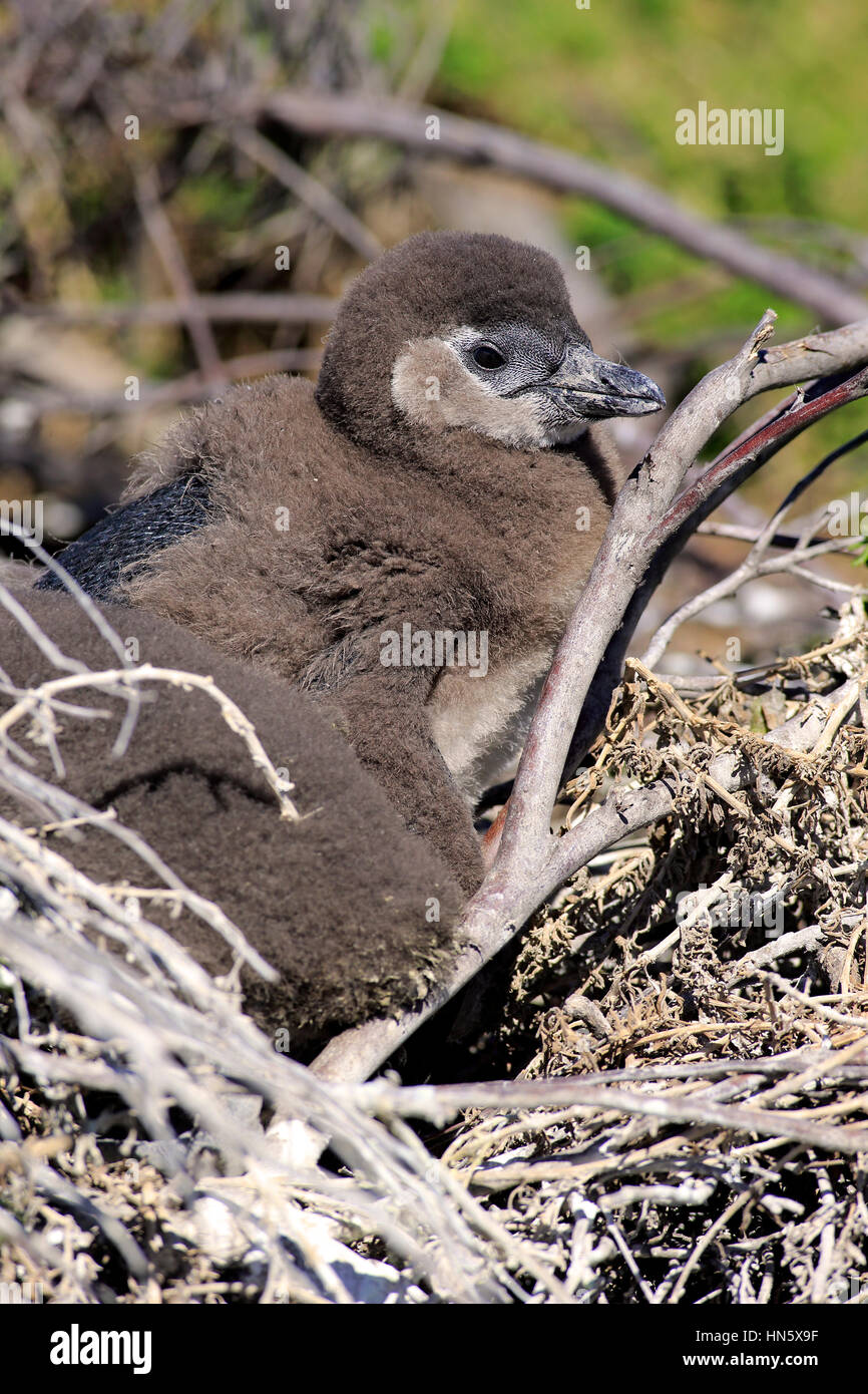 Jackass Penguin, African Penguin, (Spheniscus demersus), young at nest
