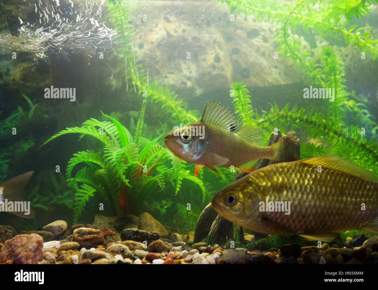 River fish,. Small river fish, perch and roach, on the cutting board and in metal  bucket on a light wooden table. Stock Photo