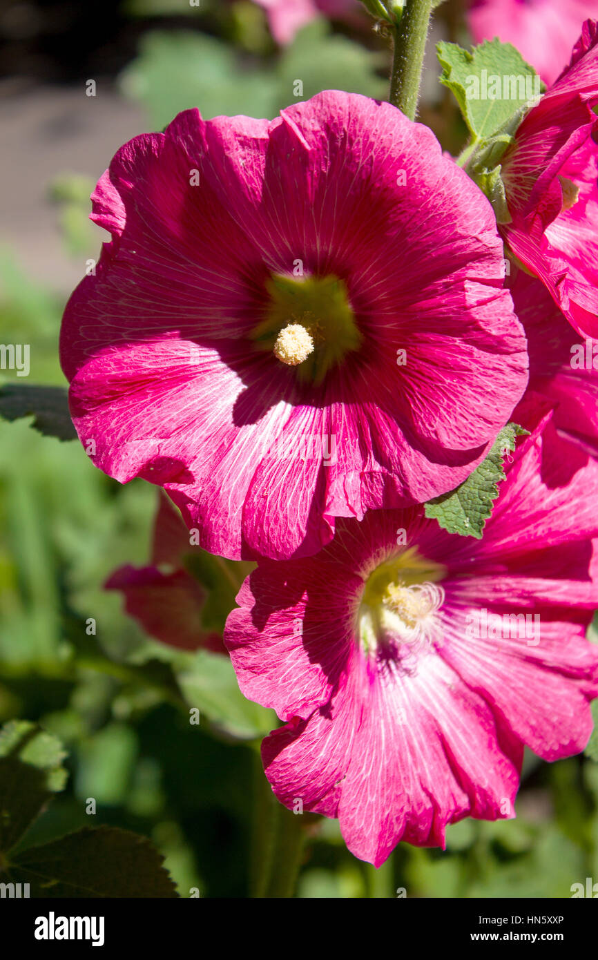beautiful blooming flowers in Belarus close up,background Stock Photo