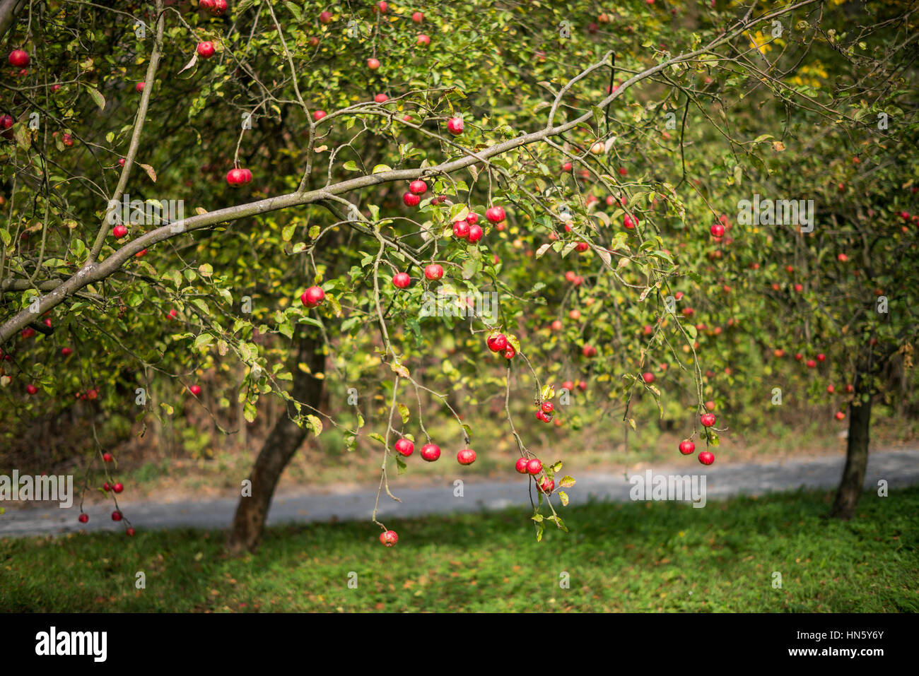 apple orchard in autumn, Moravia, Czech republic Stock Photo Alamy