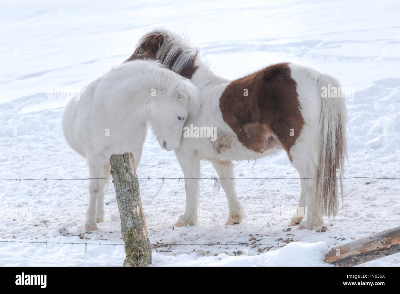 Two Shetland Pony horses hugging each other in a snow-covered field, Sauerland, Germany. Stock Photo