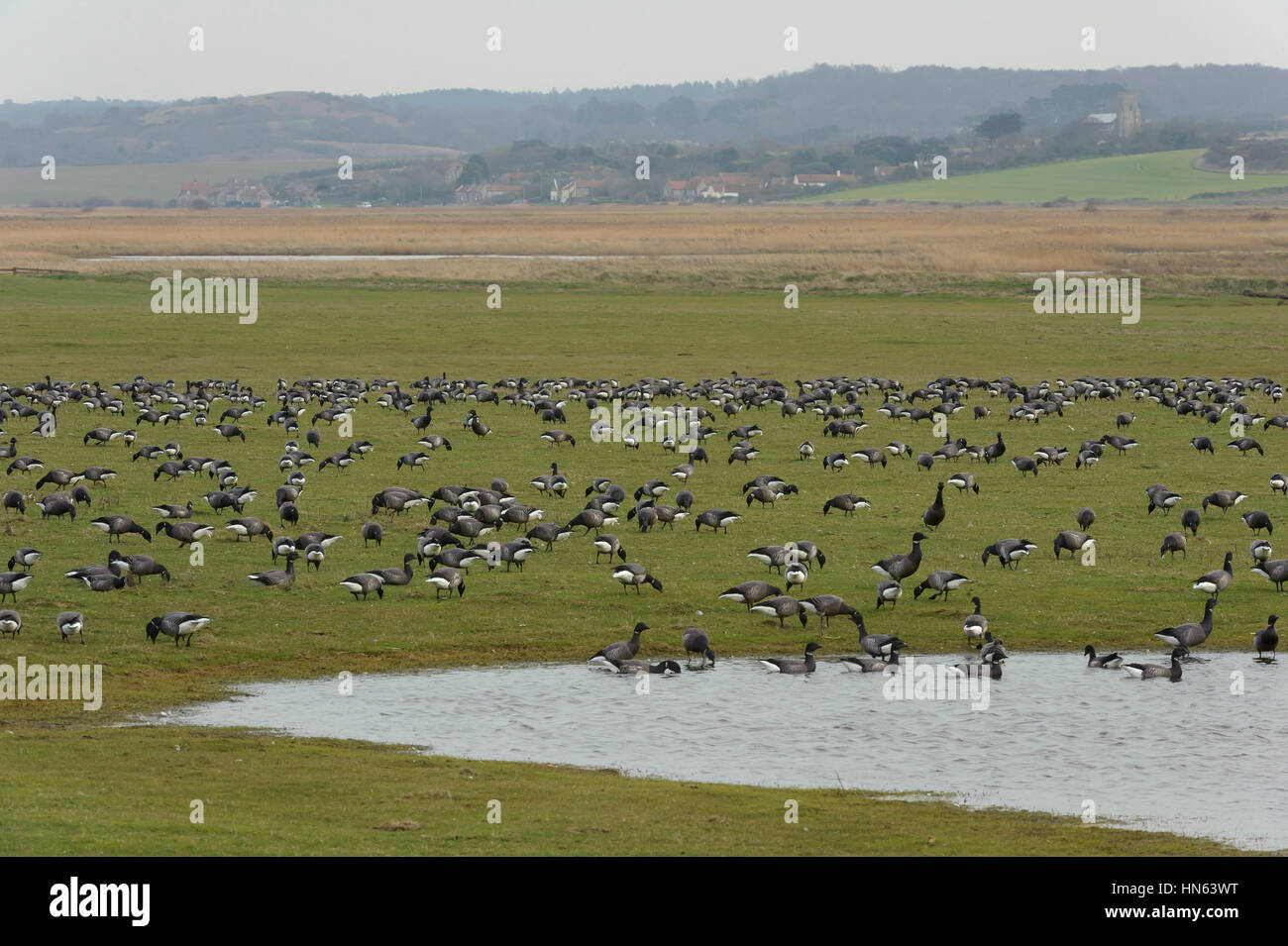 Flock of dark-bellied brent geese (Branta bernicla bernicla) grazing on freshwater marshes at Cley nature reserve, Norfolk. March. View towards Saltho Stock Photo