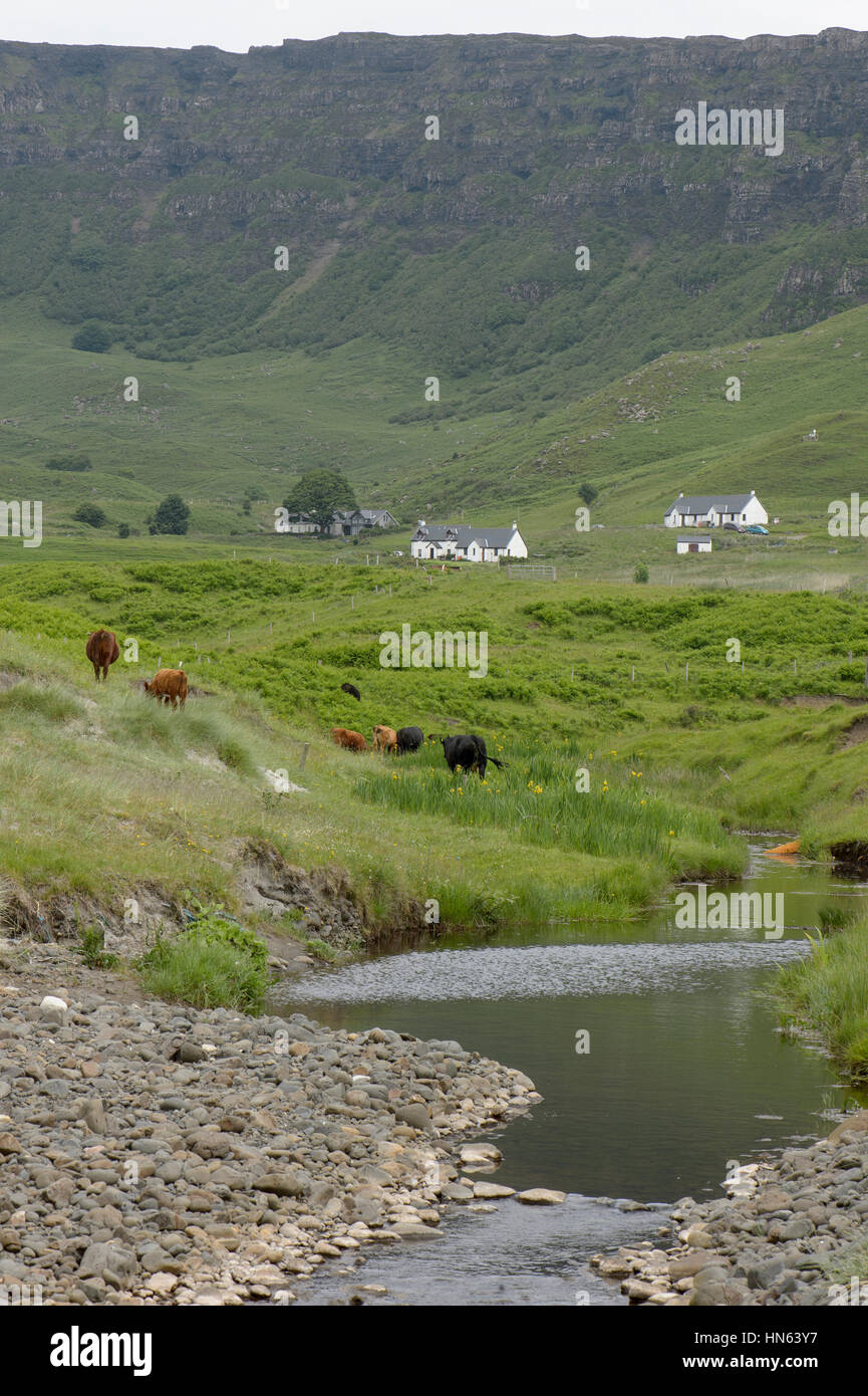 Cattle and cottages near the Bay of Laig on the isle of Eigg in the Small Isles, Scotland. Stock Photo