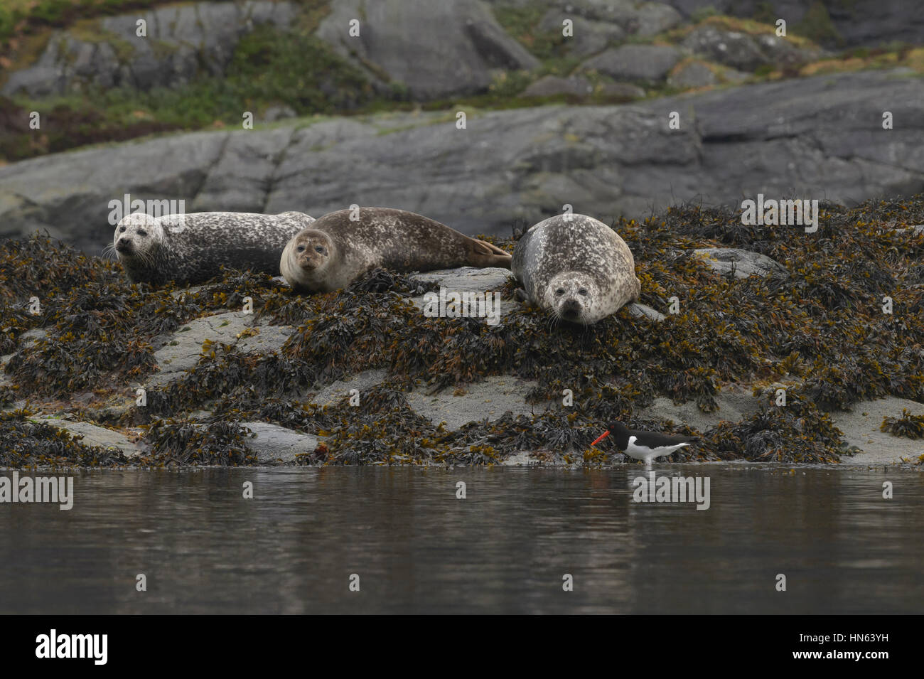 Group of common seals or harbour seals (Phoca vitulina) hauled out on island in sea loch and watching passing oystercatcher, on the isle of Skye, Scot Stock Photo