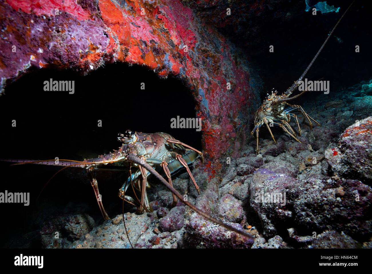 Caribbean spiny lobster on the wreck of the City of Washington Stock Photo