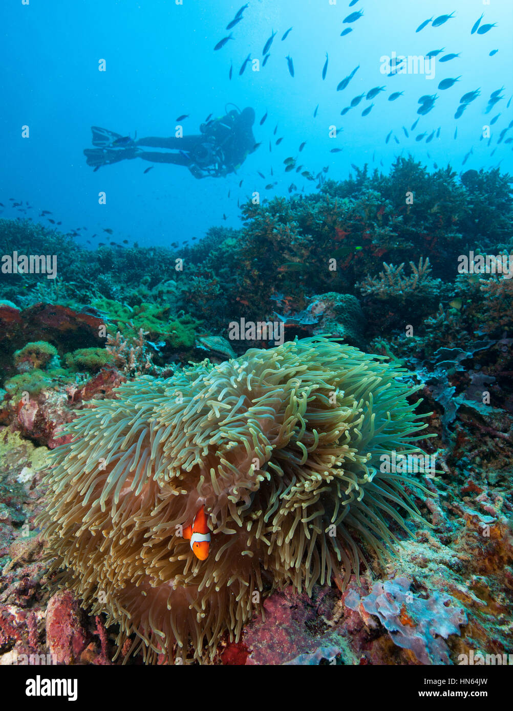 Lush coral reef in the Philippines. Stock Photo