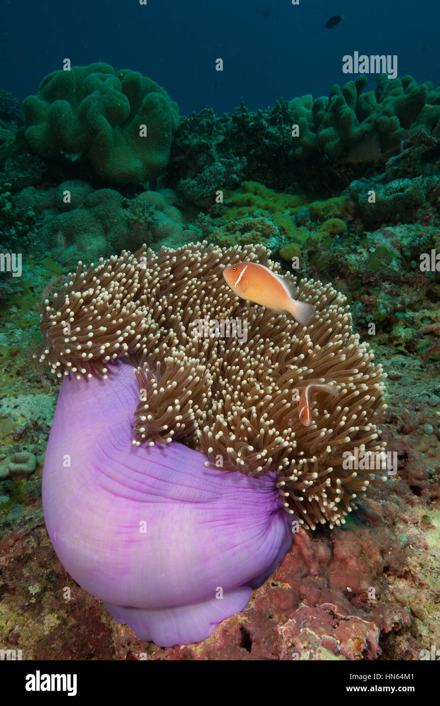 Pink anemonefish in magnificent sea anemone. Stock Photo