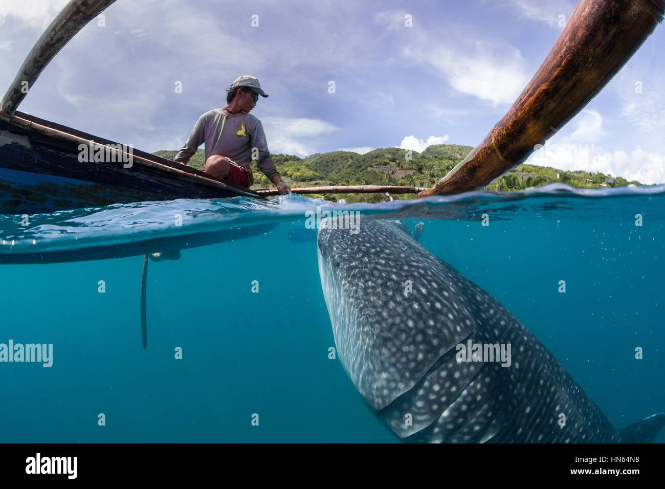 Whale shark encounter with local fisherman at village of Oslob, on the island of Cebu, Philippines. Stock Photo