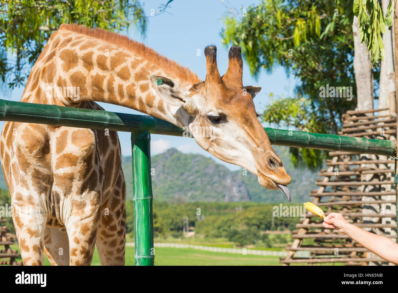 Feeding the animals, giraffes eat bananas Stock Photo Alamy