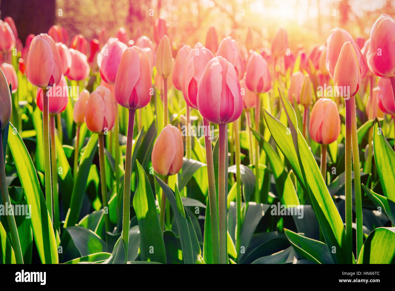 Pink tulips in Holland Stock Photo - Alamy