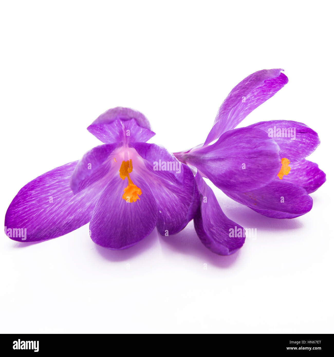 Spring flowers purple crocuses isolated on a white background Stock Photo