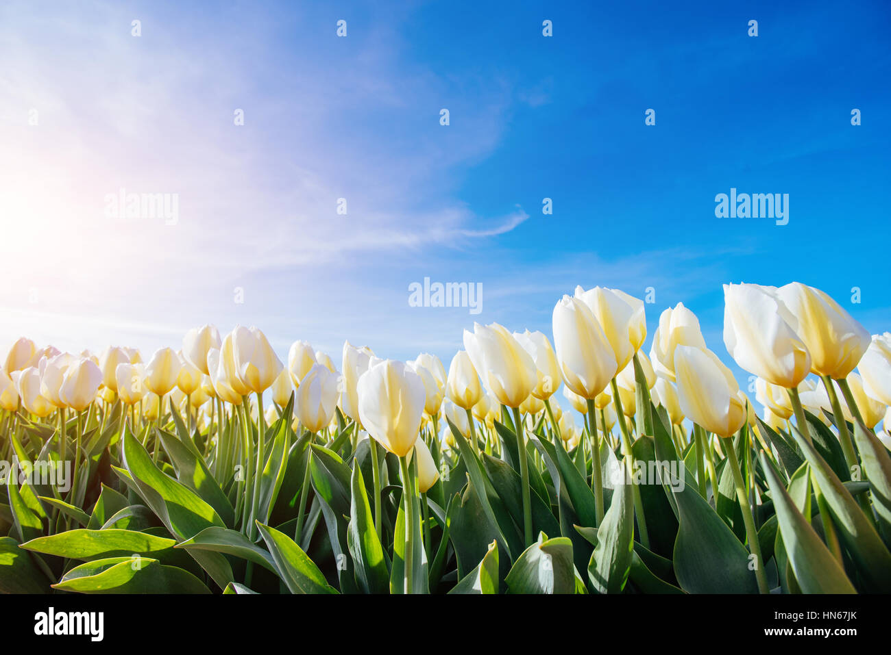 Yellow tulip field in Holland Stock Photo - Alamy