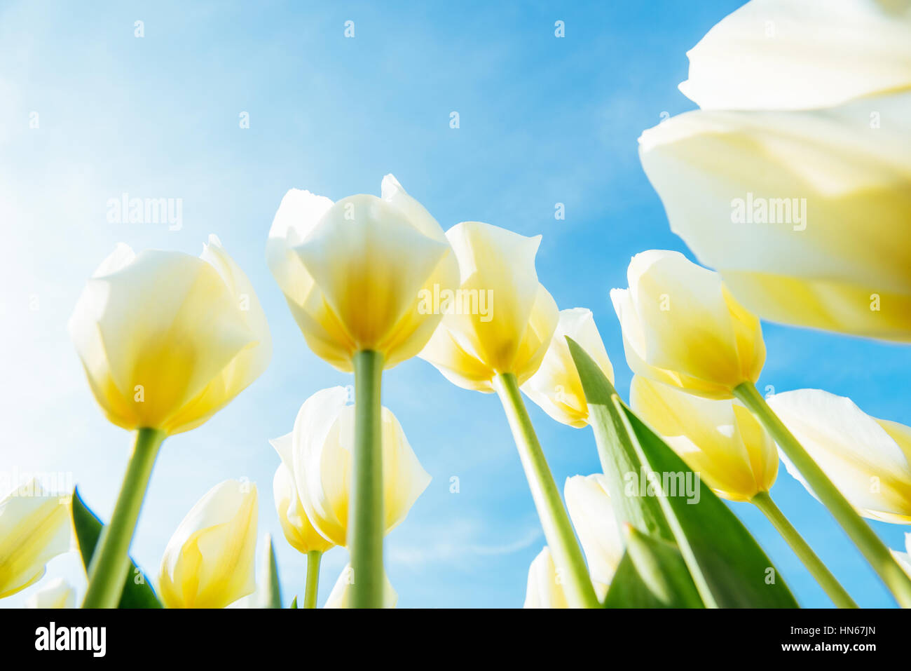 Yellow tulip field in Holland Stock Photo - Alamy