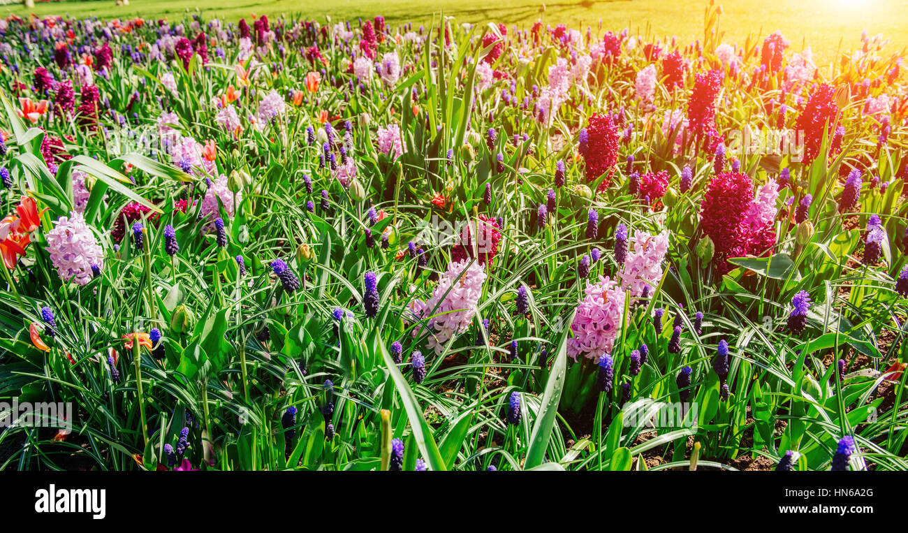 field of wild flowers Stock Photo - Alamy