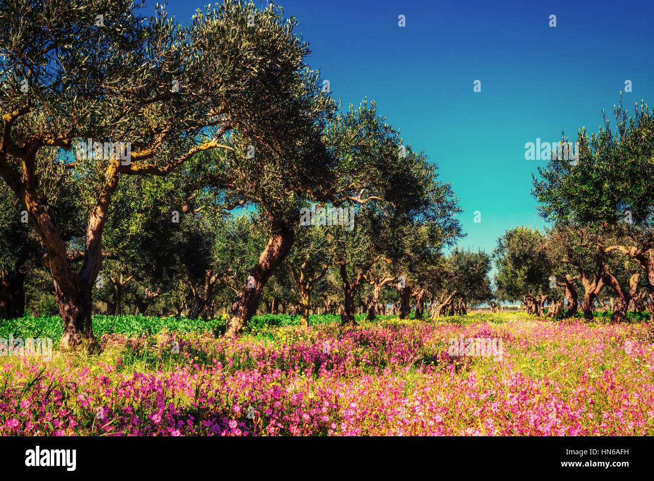 Spring pink flowers Stock Photo - Alamy