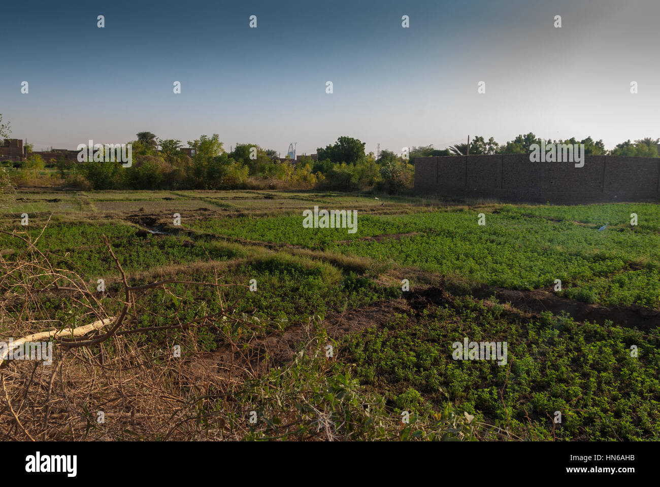 Green fields of Tuti Island, Khartoum, Sudan Stock Photo