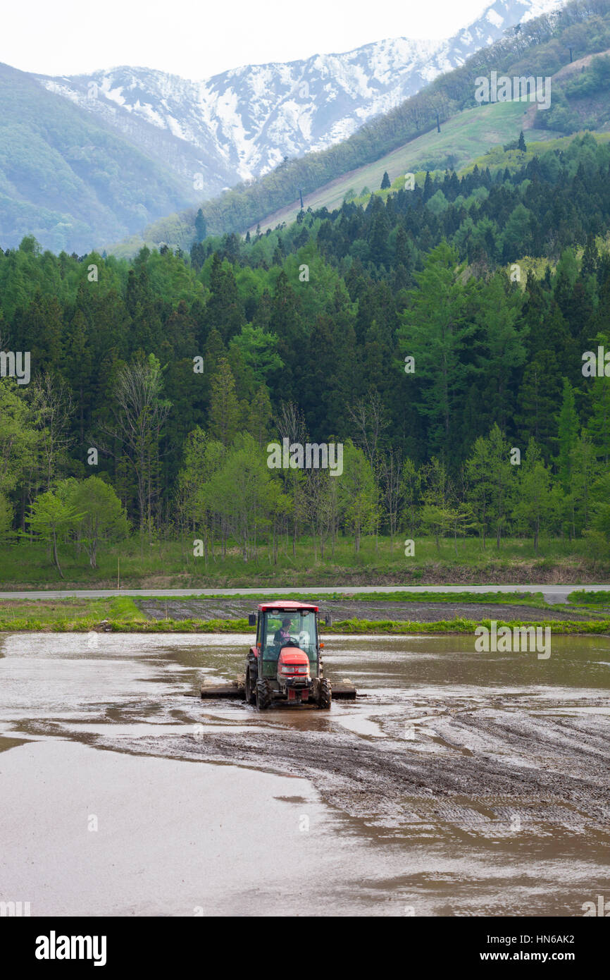 Hakuba, Japan - May 17, 2012: A flooded rice paddy field at the foot of the Hakuba mountain range being prepared for planting by a man in a tractor. H Stock Photo