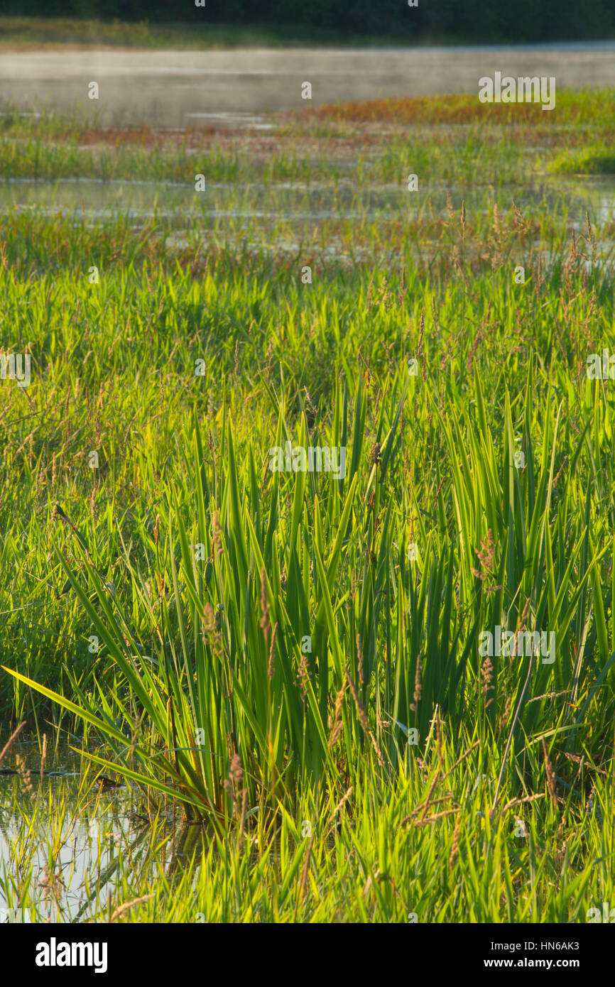 Teal Marsh, Ankeny National Wildlife Refuge, Oregon Stock Photo Alamy