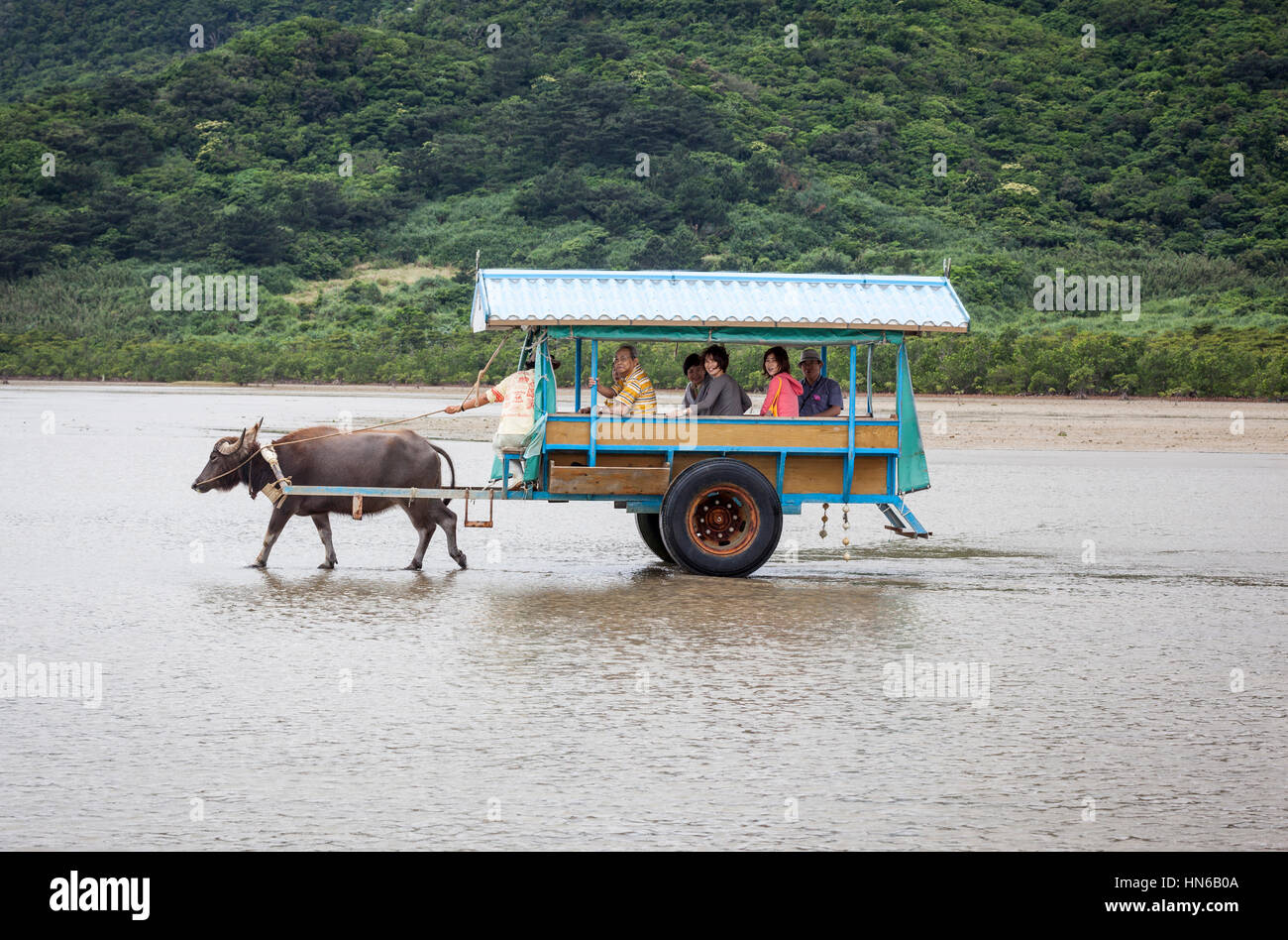 Iriomote, Japan - April 16, 2012: People travelling on a cart pulled by water buffalo. This is a popular way to cross the shallow water channel from I Stock Photo