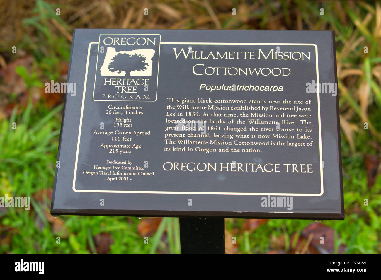 Oregon Cottonwood: Your Gateway to Willamette Valley Adventures