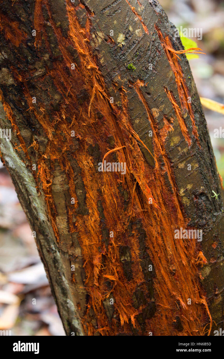 Deer rubbings on red alder, Willamette Mission State Park, Marion