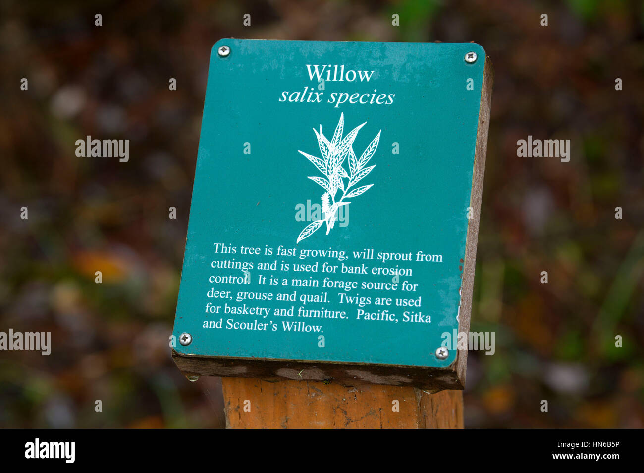 Willow (Salix) sign, Willamette Mission State Park, Marion County