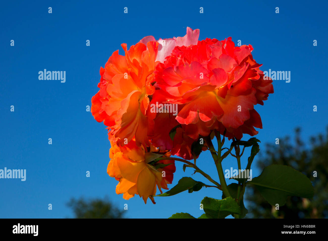 Rose, Heirloom Roses, St Paul, Oregon Stock Photo Alamy