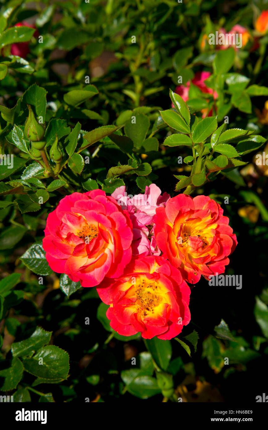 Rose flower carpet hires stock photography and images Alamy