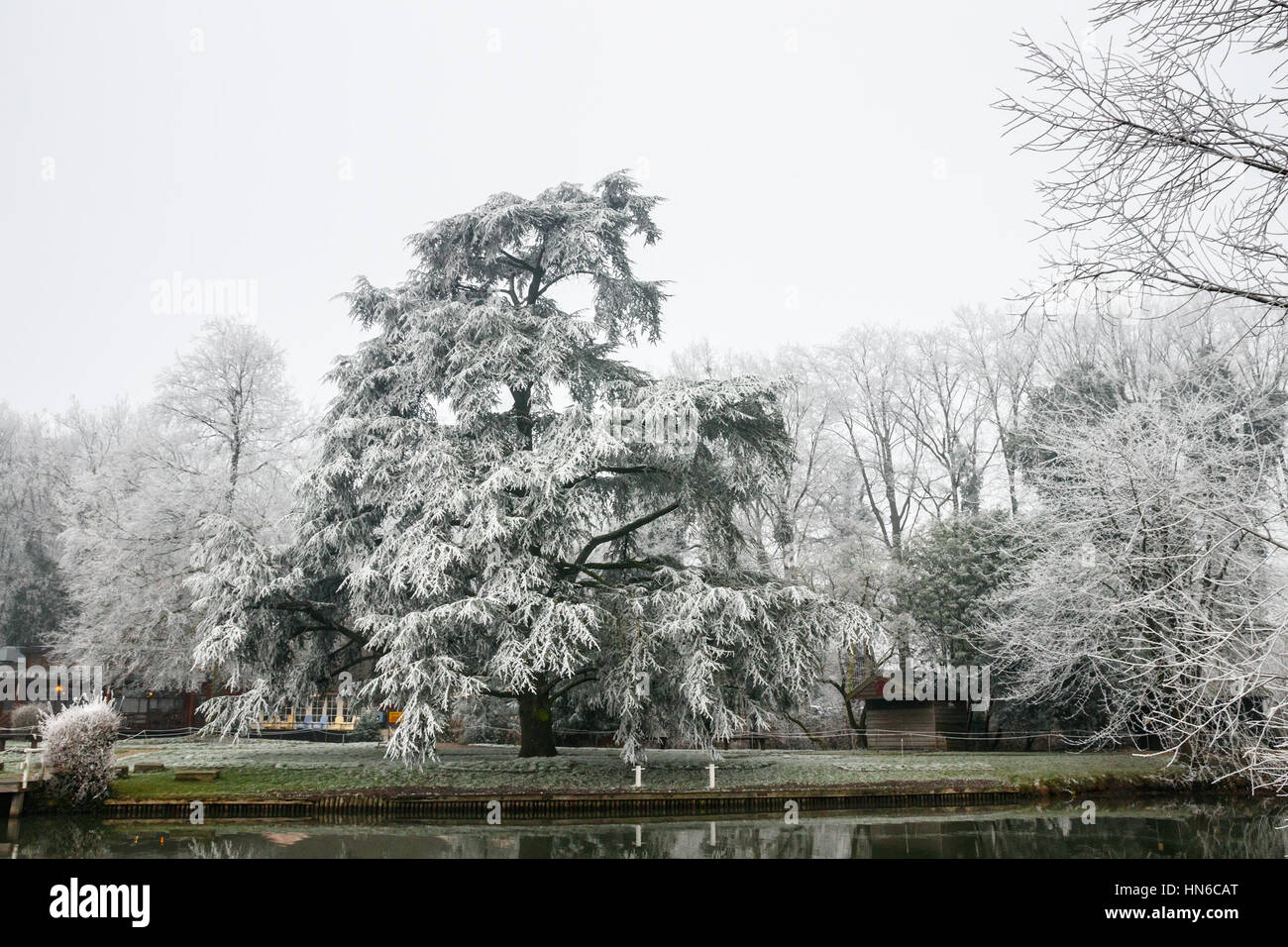 Large conifer white of frost at the Kromme Rijn (Crooked Rhine) river bank. Bunnik, The Netherlands. Stock Photo
