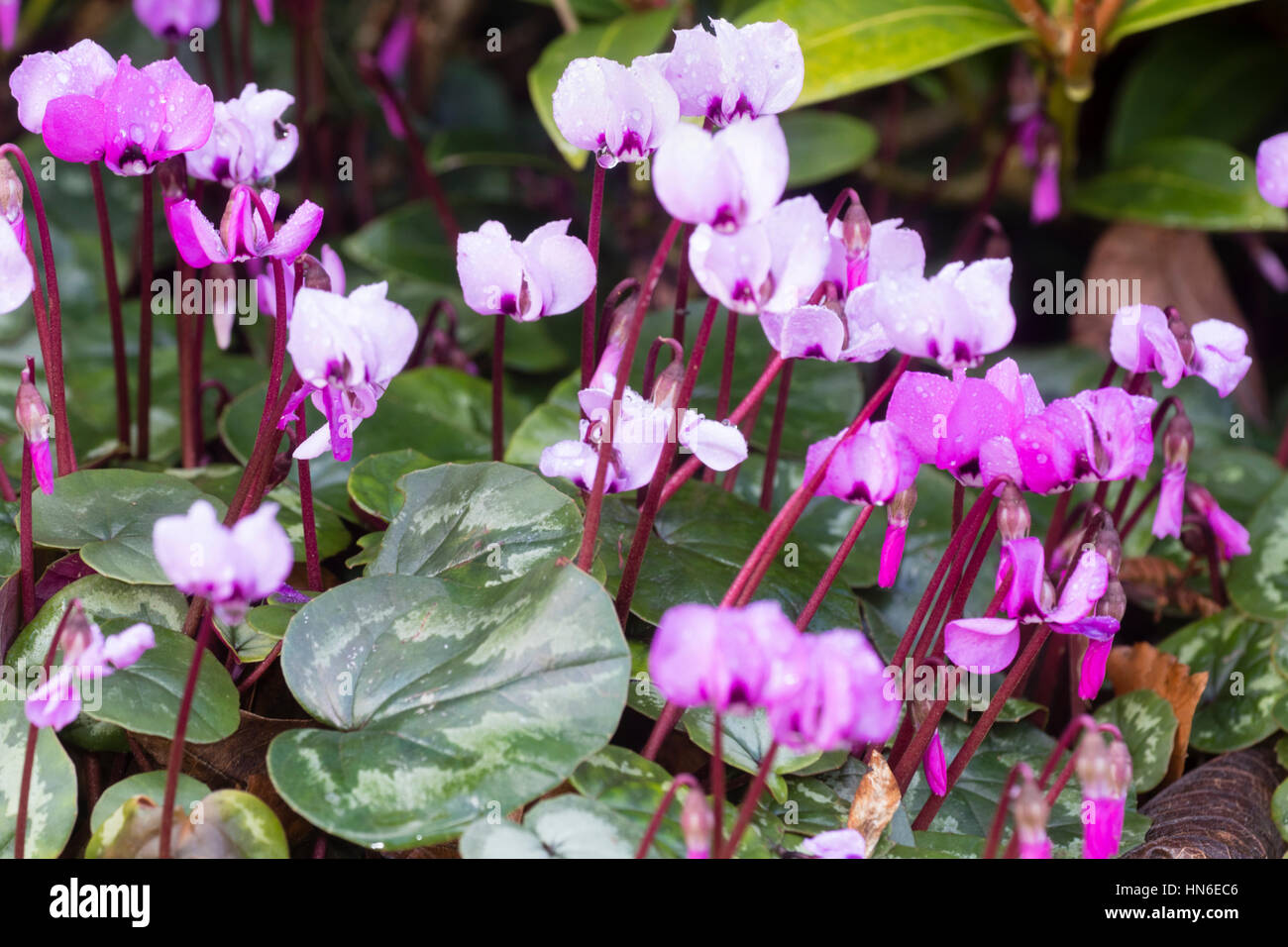 Pale and darker pink flowers of self seeded plants of the winter flowering sowbread, Cyclamen coum Stock Photo