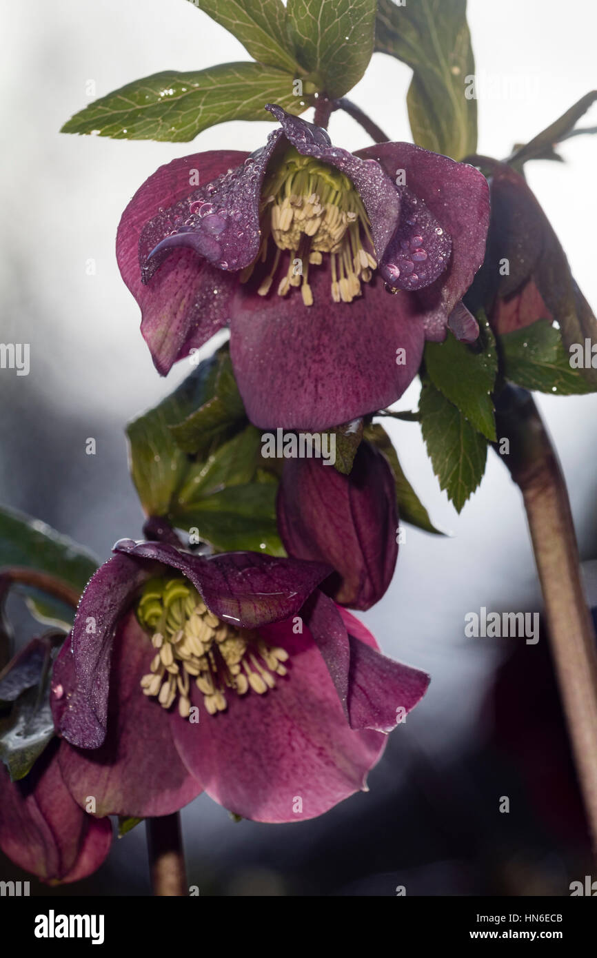 February blooming purple flowered form of the Lenten rose, Helleborus x hybridus Stock Photo