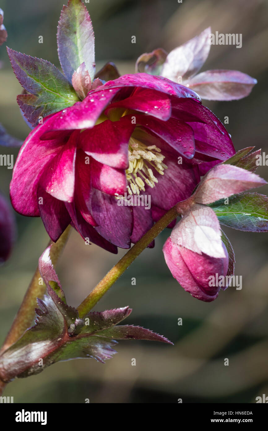 Pink bloom and bud of a double  flowered form of the Lenten rose, Helleborus x hybridus Stock Photo