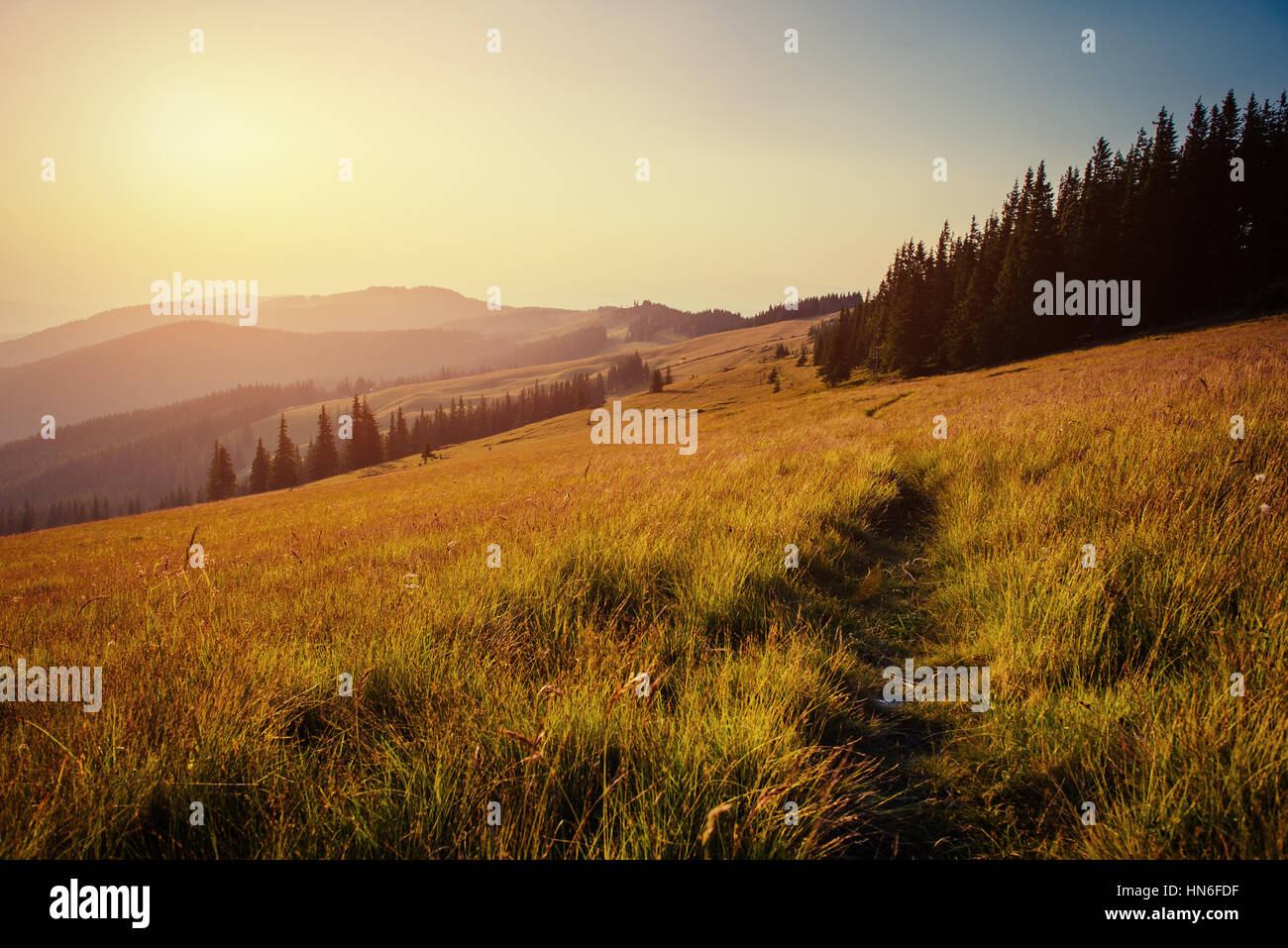 Pine tree forest Stock Photo - Alamy