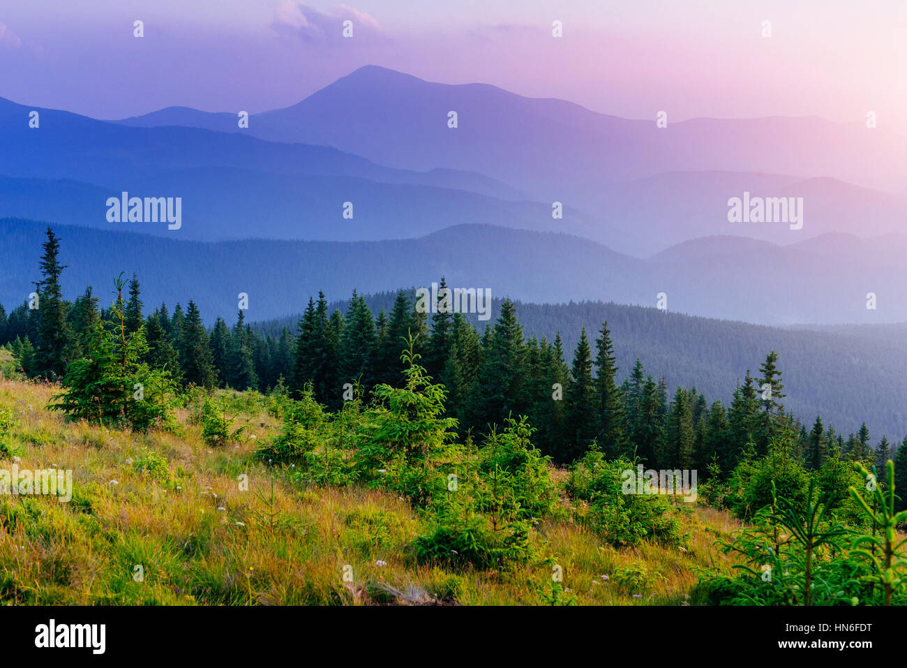 Pine tree forest Stock Photo - Alamy