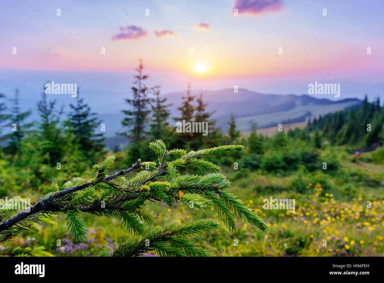 wildflowers in the mountains at sunset Stock Photo - Alamy