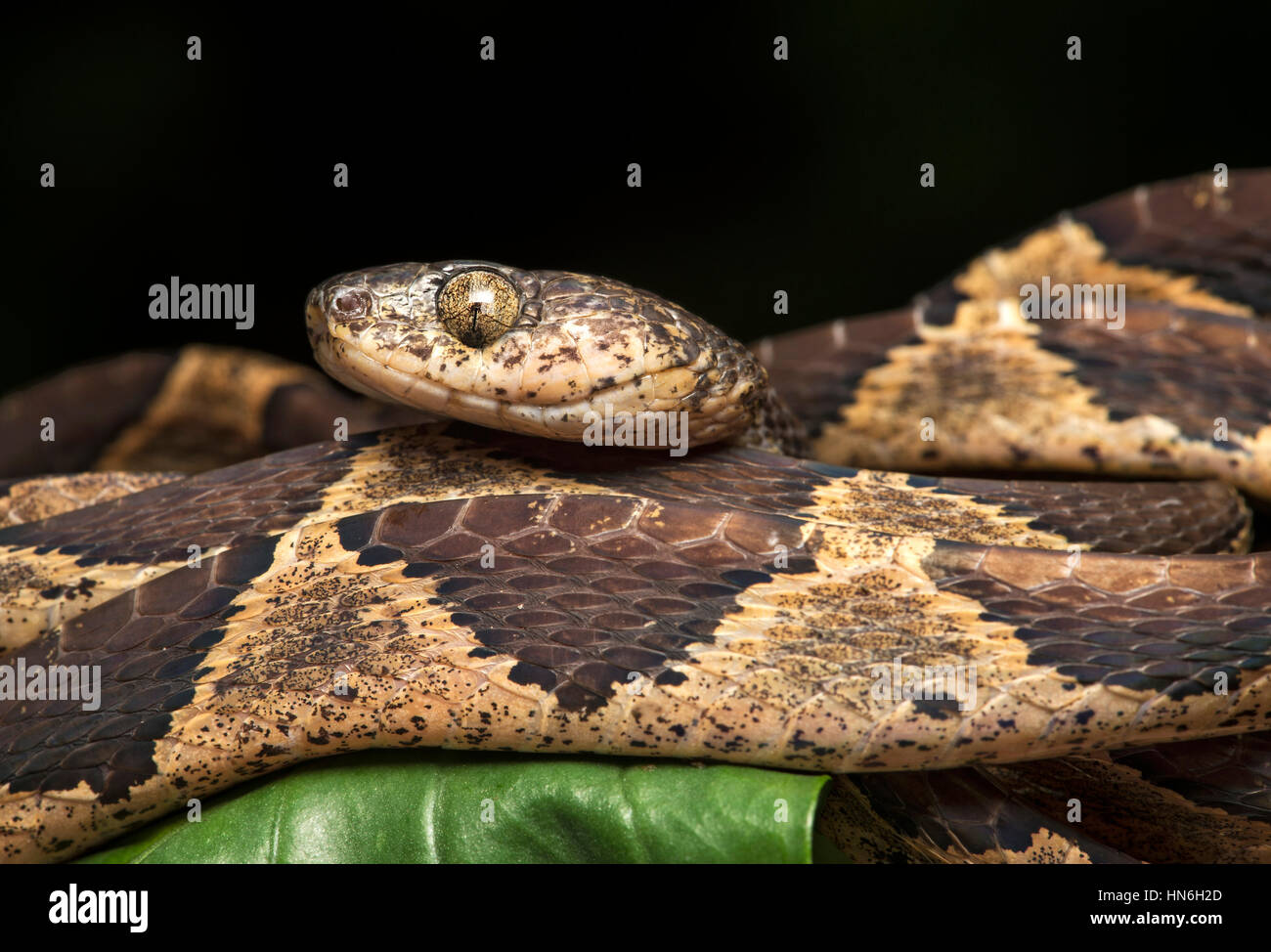 Cat-eyed snake (Leptodeira ornata), Amazon rainforest, Canande River Nature Reserve, Choco forest, Ecuador Stock Photo