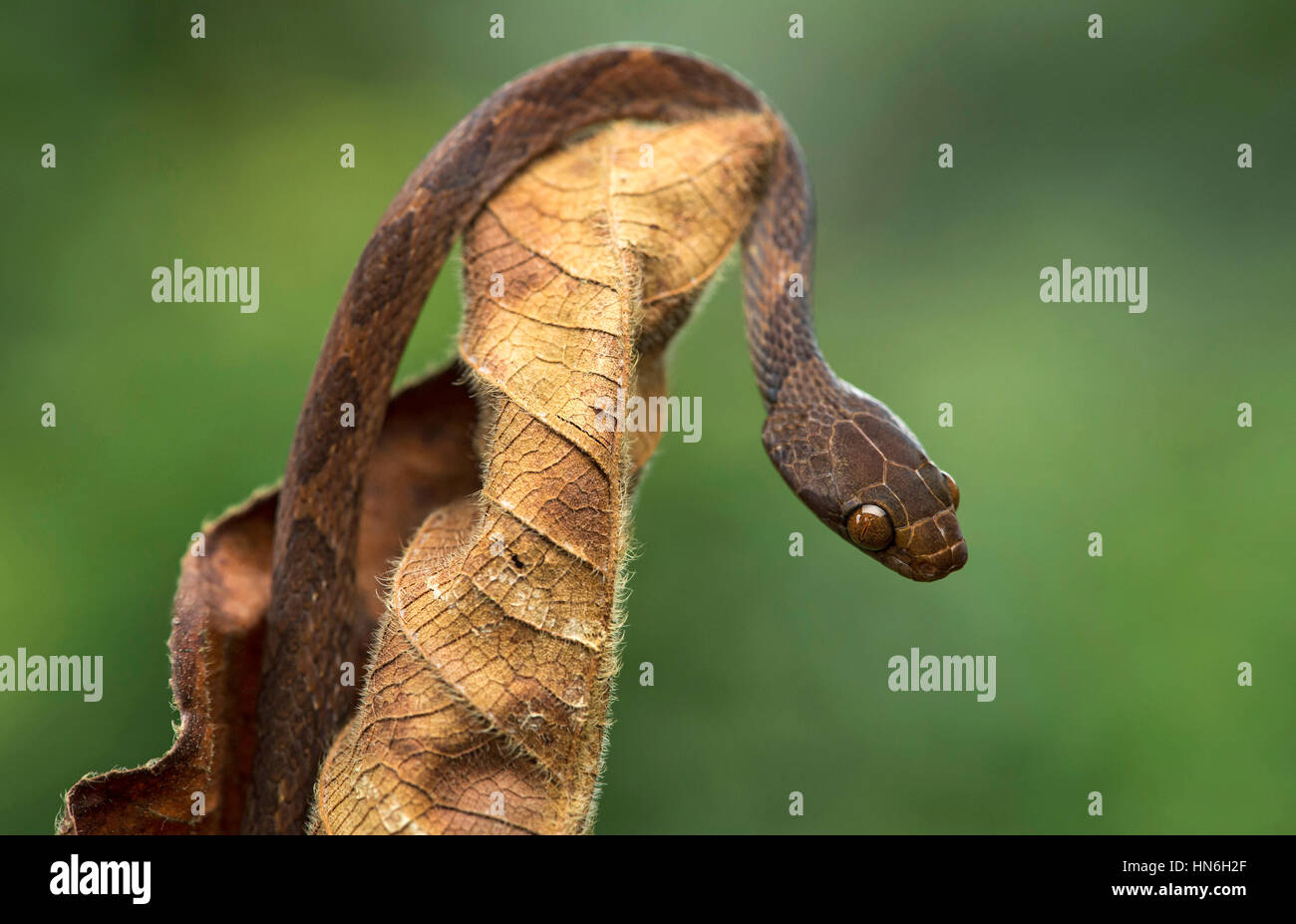 Blunthead tree snake (Imantodes cenchoa) on dry plant, Amazon rainforest, Canande River Nature Reserve, Choco forest, Ecuador Stock Photo