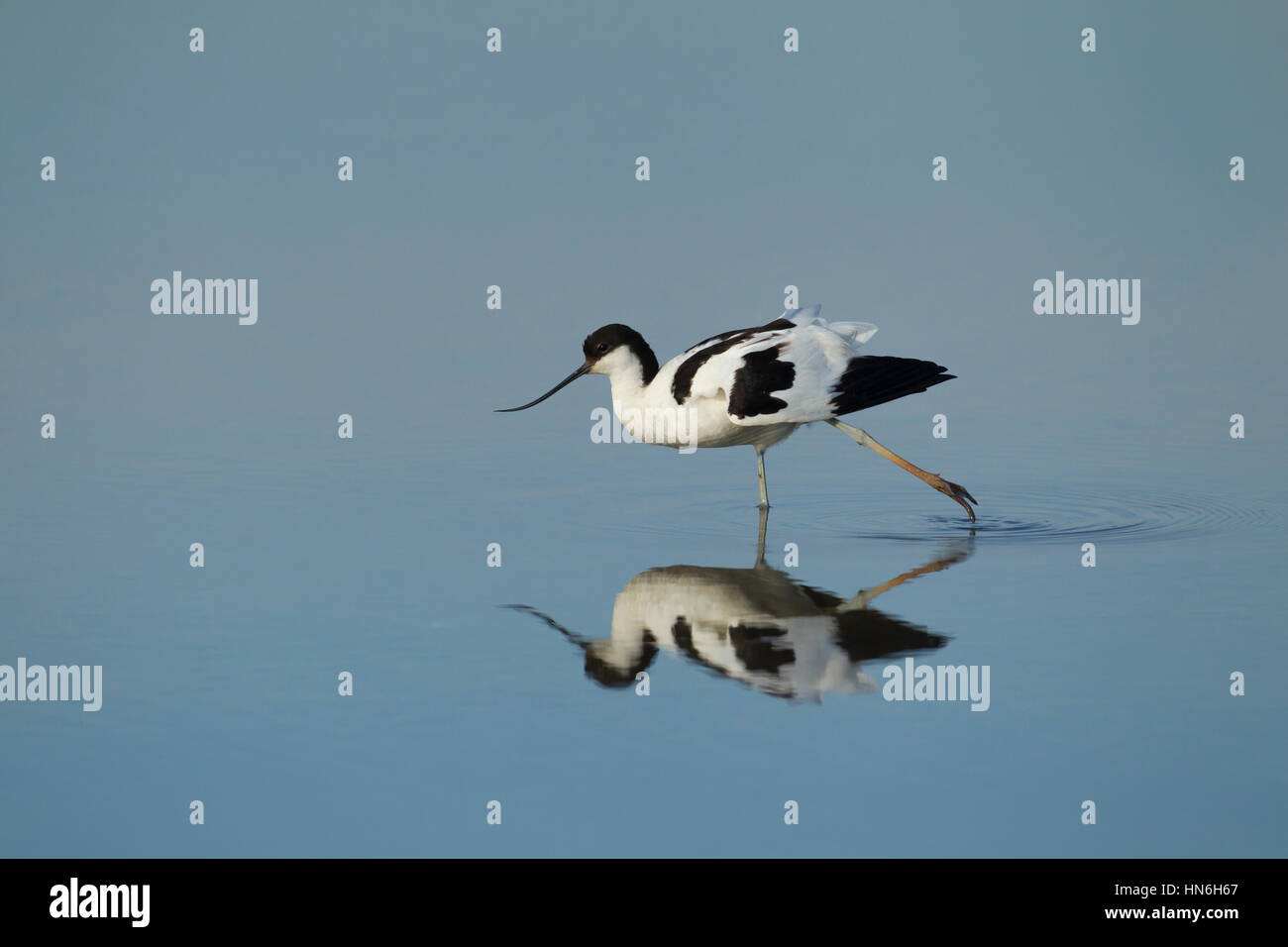 Avocet (Recurvirostra avocetta), adult, stretching its leg in shallow ...